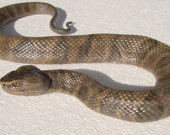 Water Moccasin or Cottonmouth Snake Sculpture