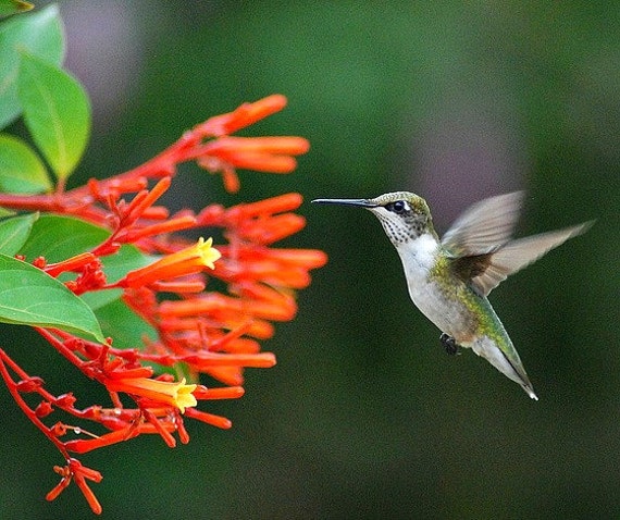 Hamelia patens Firebush Hummingbird Bush 30 seeds by SmartSeeds