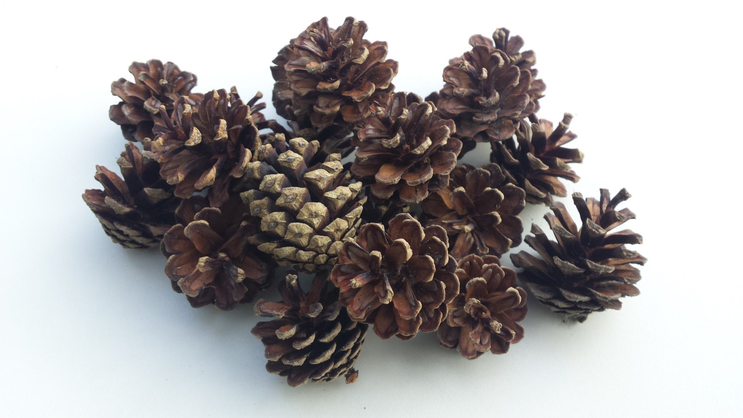 small pine cones pine cones pine cone pine by cottagecoppicing small pine cones pine cones pine cone pine by cottagecoppicing
