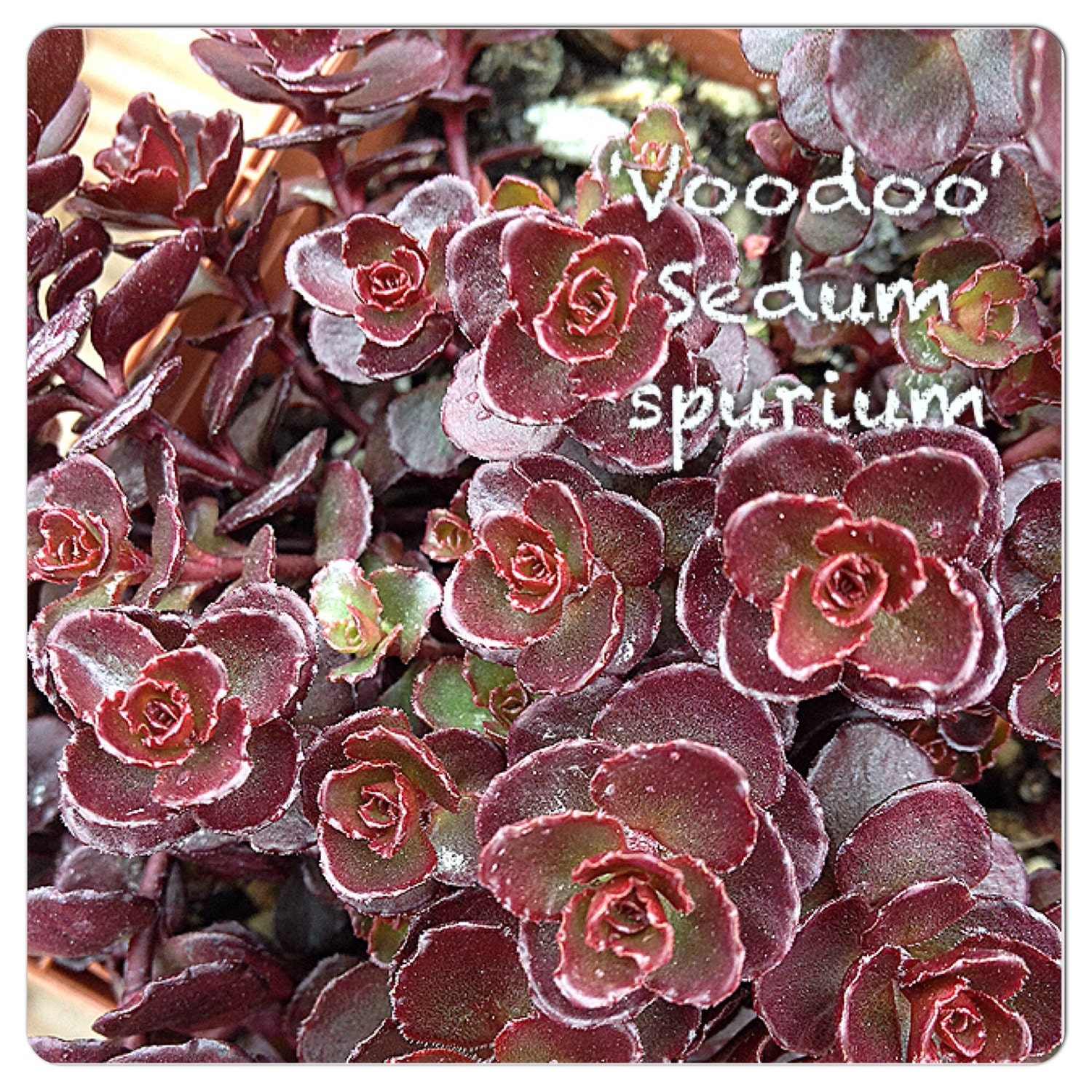 Voodoo Sedum Spurium Perennial Dark Red Groundcover 7319