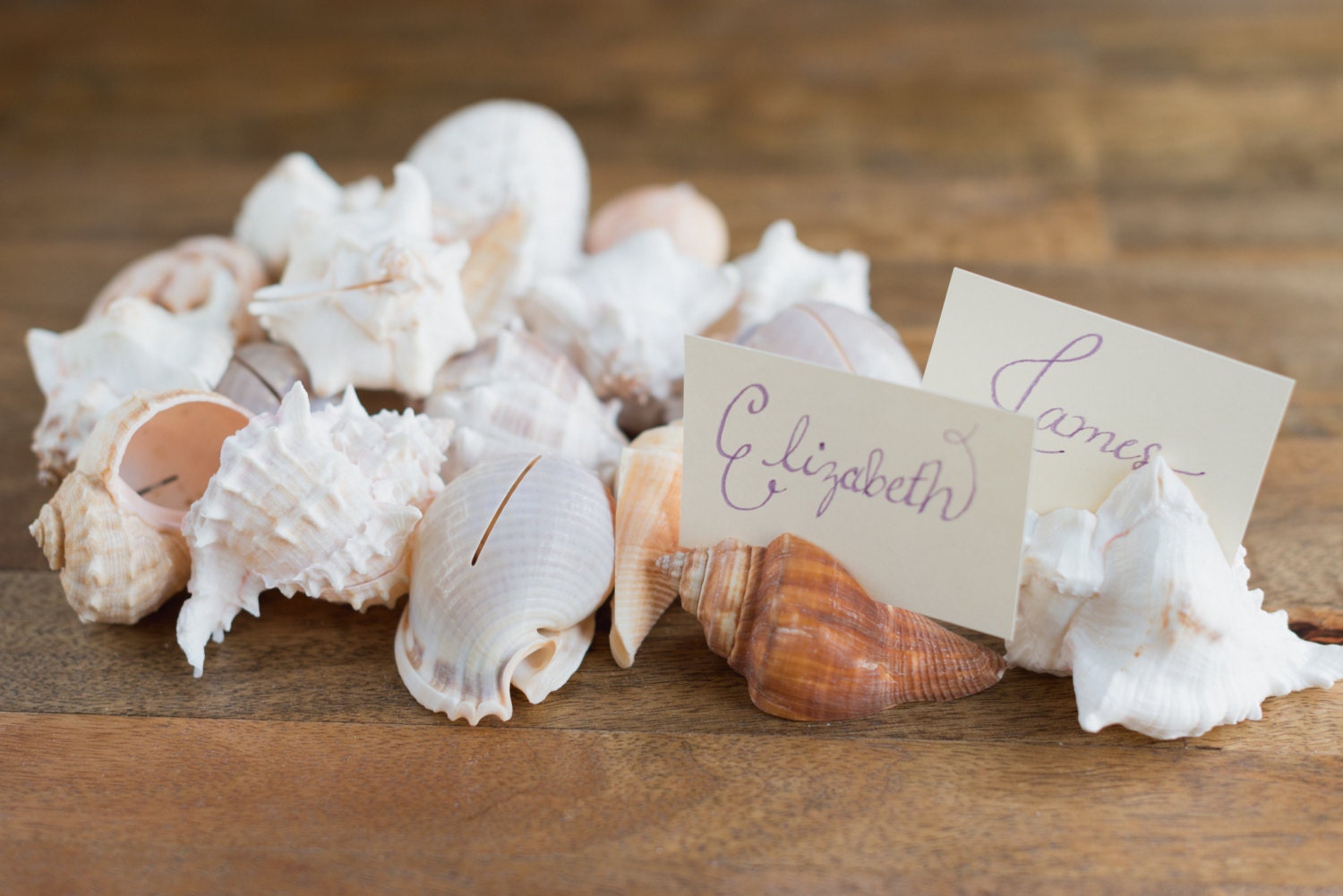 20 Seashell Place Card Holders for Beach by HinterlandTrading