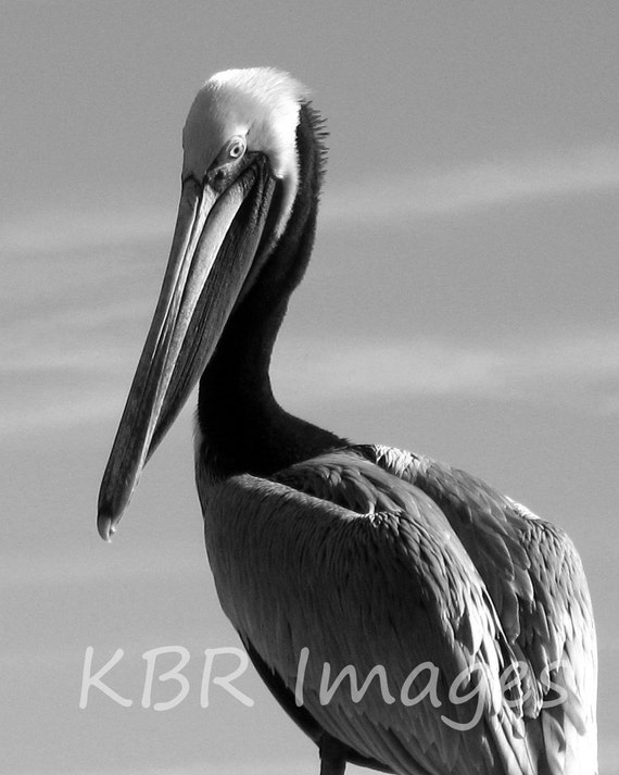 Black and White Pelican