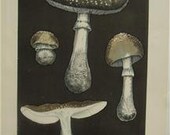 Leuba Folio  Mushroom Chromolithograph 1890 PLATE VIII