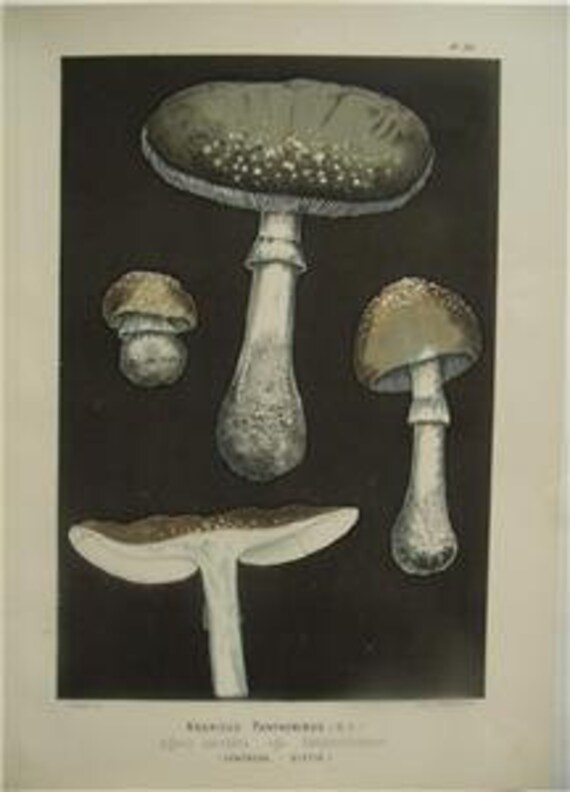 Leuba Folio  Mushroom Chromolithograph 1890 PLATE VIII