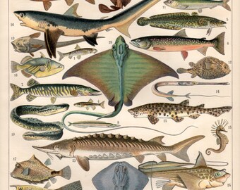 1897 Colorful Fishes Antique Print Vintage Lithograph