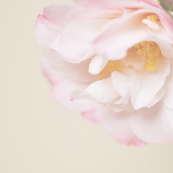 items similar to camellia 8x8 quot fine art photograph items similar to camellia 8x8 quot fine art photograph