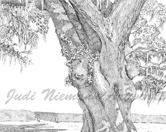 Airlie Oak Wilmington NC, pen and i nk 11x14 matted print, local ...