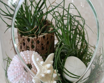 Medium Oblong Hanging Terrarium with air plants, shells, and cholla wood