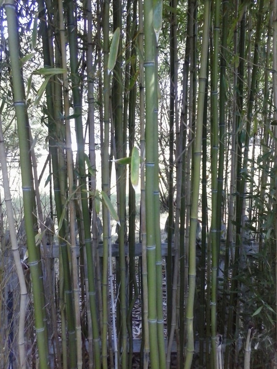 Dried or fresh cut bamboo pieces great for by KieffersKrafts