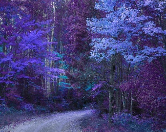 Blue Foliage Trees Photograph Blue dominant autumn Surreal