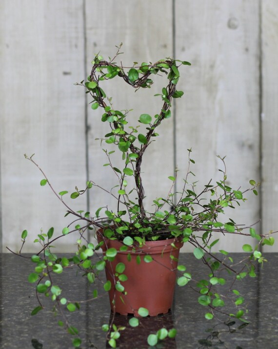 Fresh Angel Vine Heart Topiary Antique Rustic by TuscanyTopiary