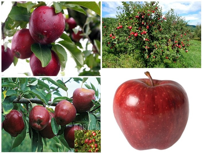Red Delicious Apple Starking variety Apple Tree / 10