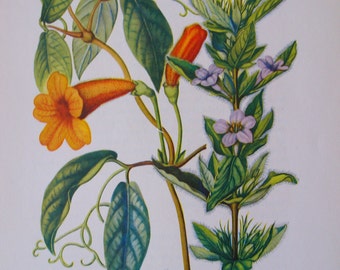 Cross-vine, Bignonia and Ruellia, Ruellia humilis, Vintage illustration flower print