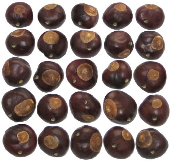 Buckeye Nuts TwentyFive PreDrilled Nickel Size