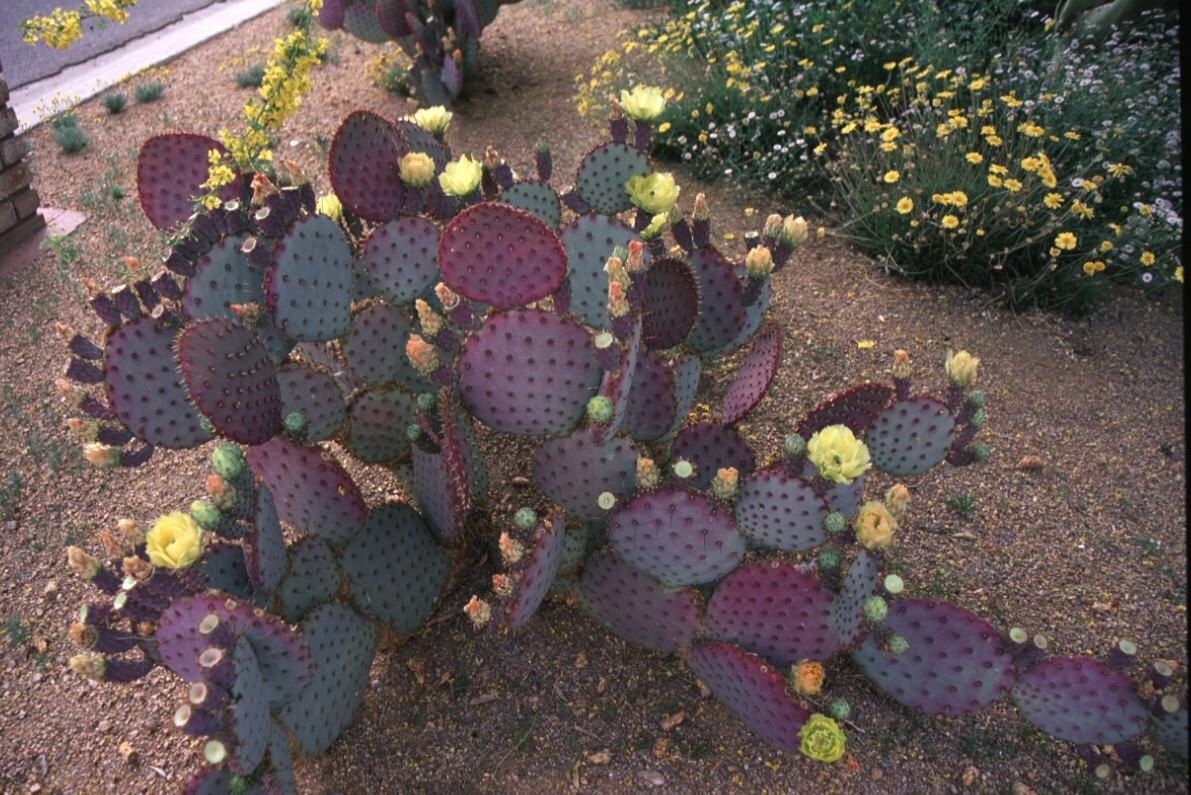 Seeds Opuntia violacea v. santa rita Purple prickly pear.