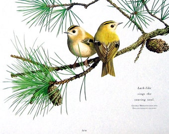 Small Bird Print - Goldcrests - 1992 Vintage Book Page - Bird Print with Quote - 9 x 7