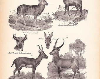 1892 Animal Print - Antelopes - Vintage Antique Home Decor Book Plate Art Illustration for Framing 100 Years Old