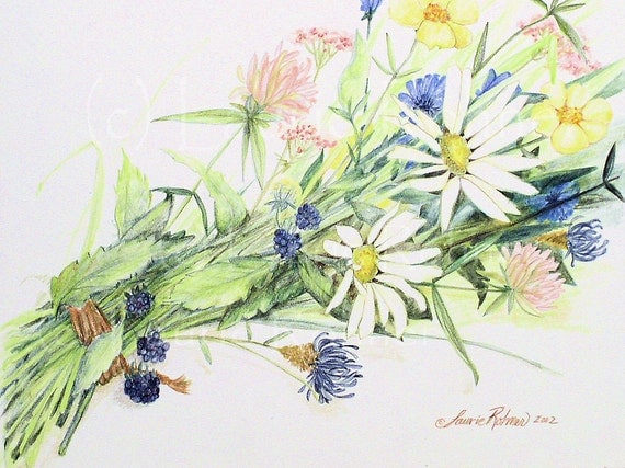 wildflower drawings