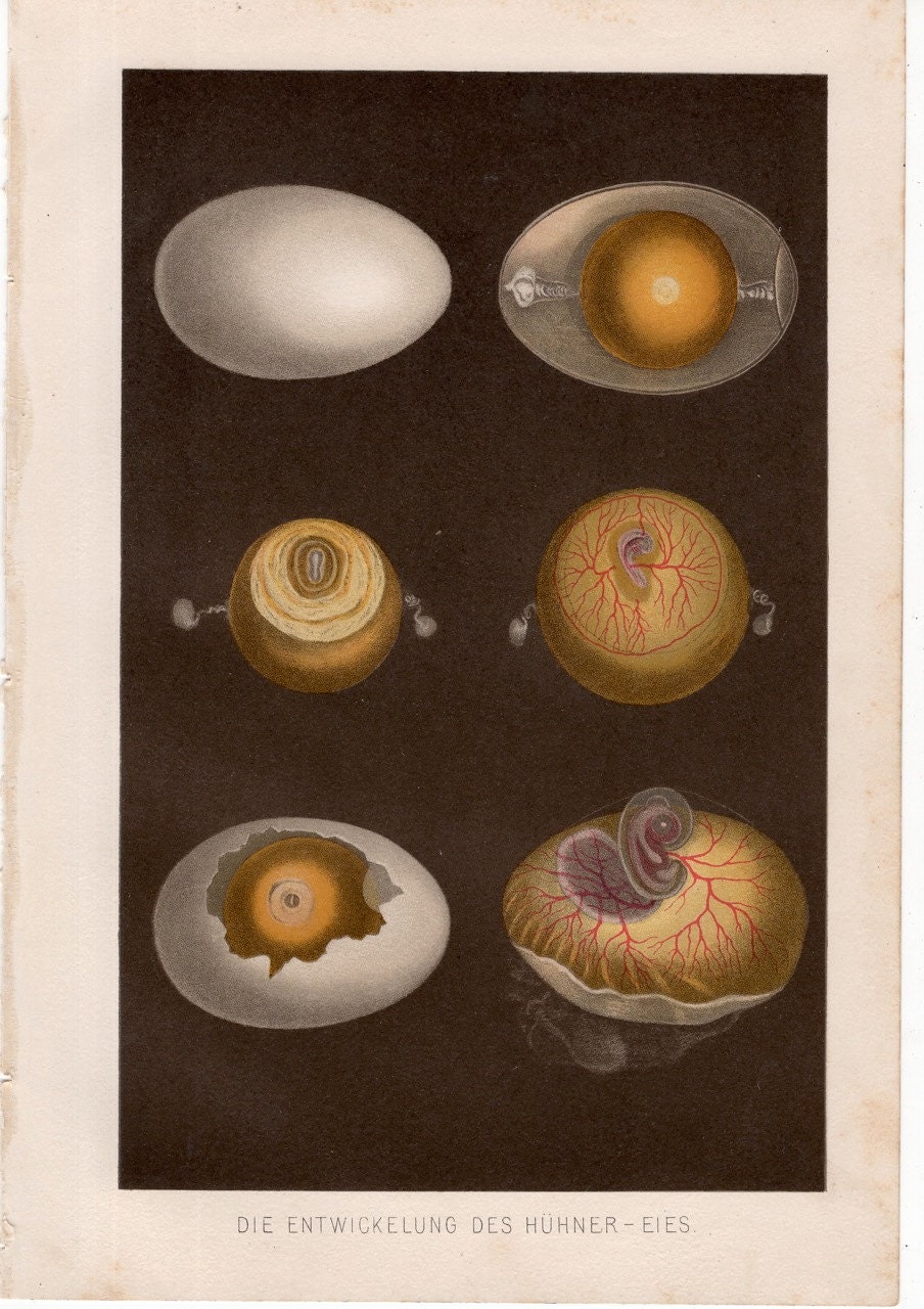 1903 egg anatomy original antique dissection print for easter