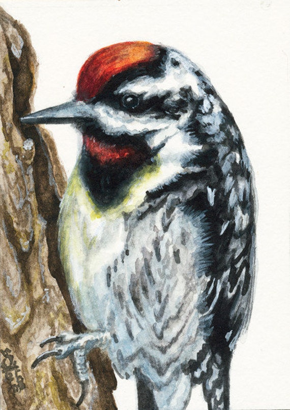 YellowBellied Sapsucker Watercolor Painting, Bird Art Fine Art Prints