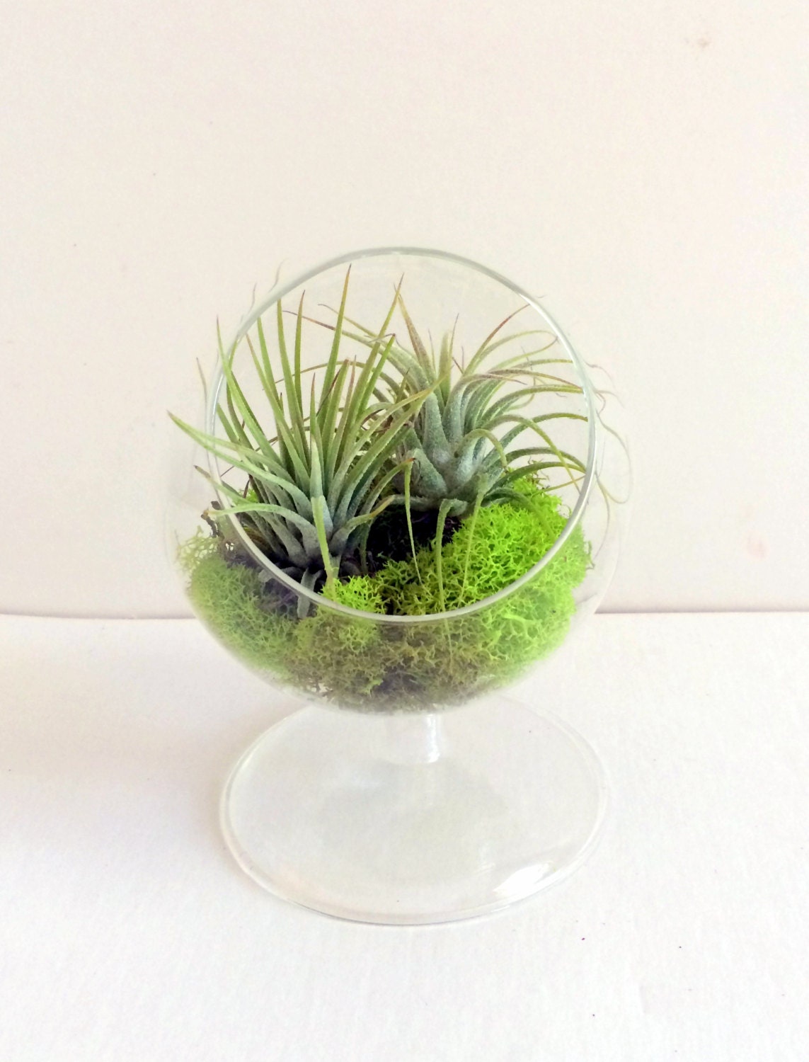 Air Plant Terrarium Small Table Top Plant Stand Glass