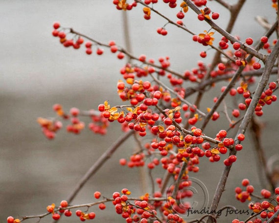 Red Bittersweet Berries Photo Nature Photography Winter