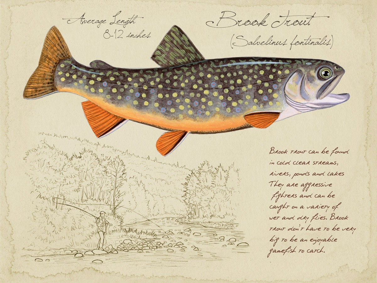 Brook Trout 9x12 inch limited edition print by Matt