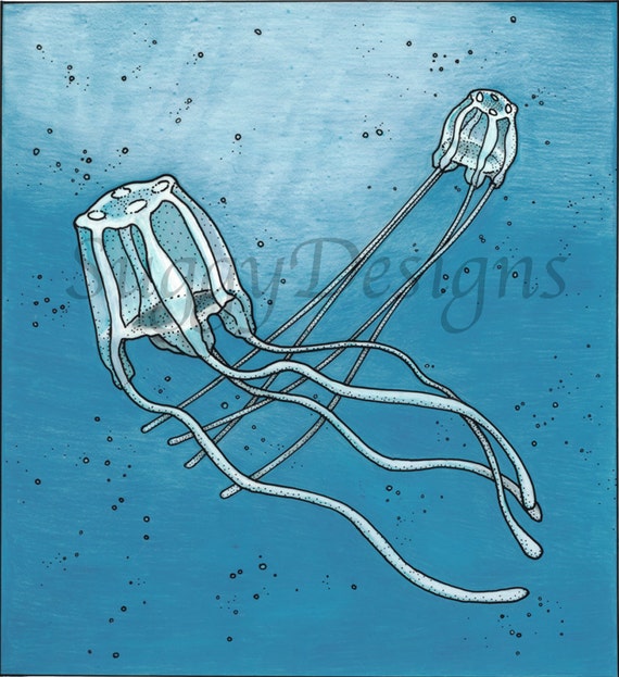 Box Jellyfish 8 x 10 Giclee Print of Original Pencil and Ink