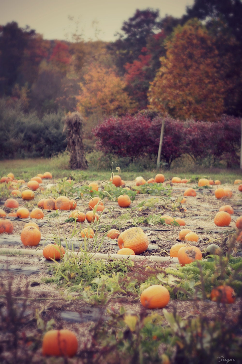 Pumpkin Vines 5×7, 8×10, or 8.5×11 – Fall Decor – Nature Photography ...