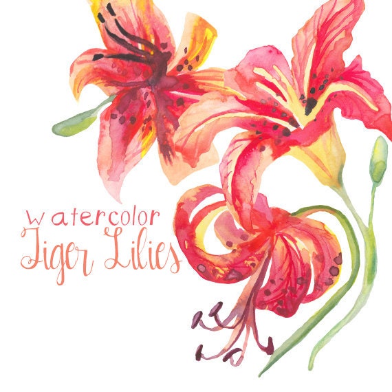 tiger lily clipart - photo #20