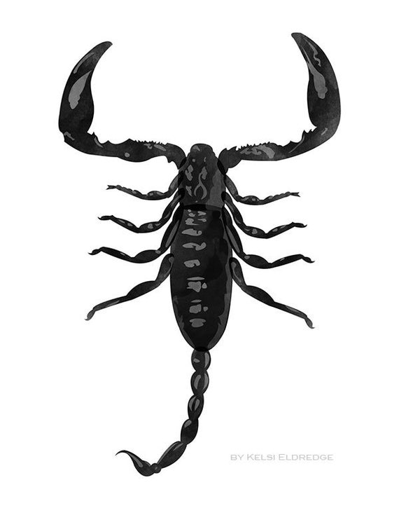 Scorpion Art Print creepy art digital by BrighterSidesDesign