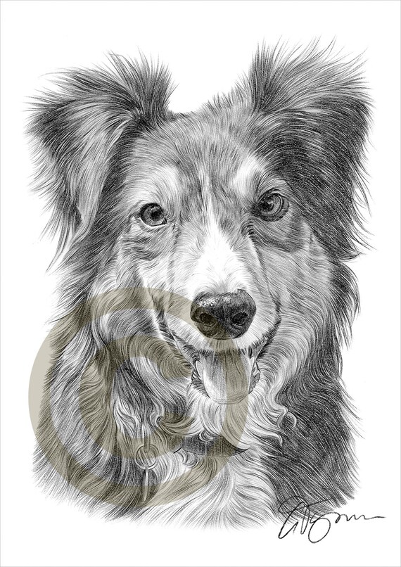 Dog Border Collie pencil drawing print A4 size artwork