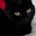 Endora's Vintage