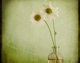 Green Pink Daisies in Vase Photograph--Friends--TTV Fine Art