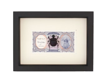 Framed Scarab Beetle with Egyptian Money Insect Display