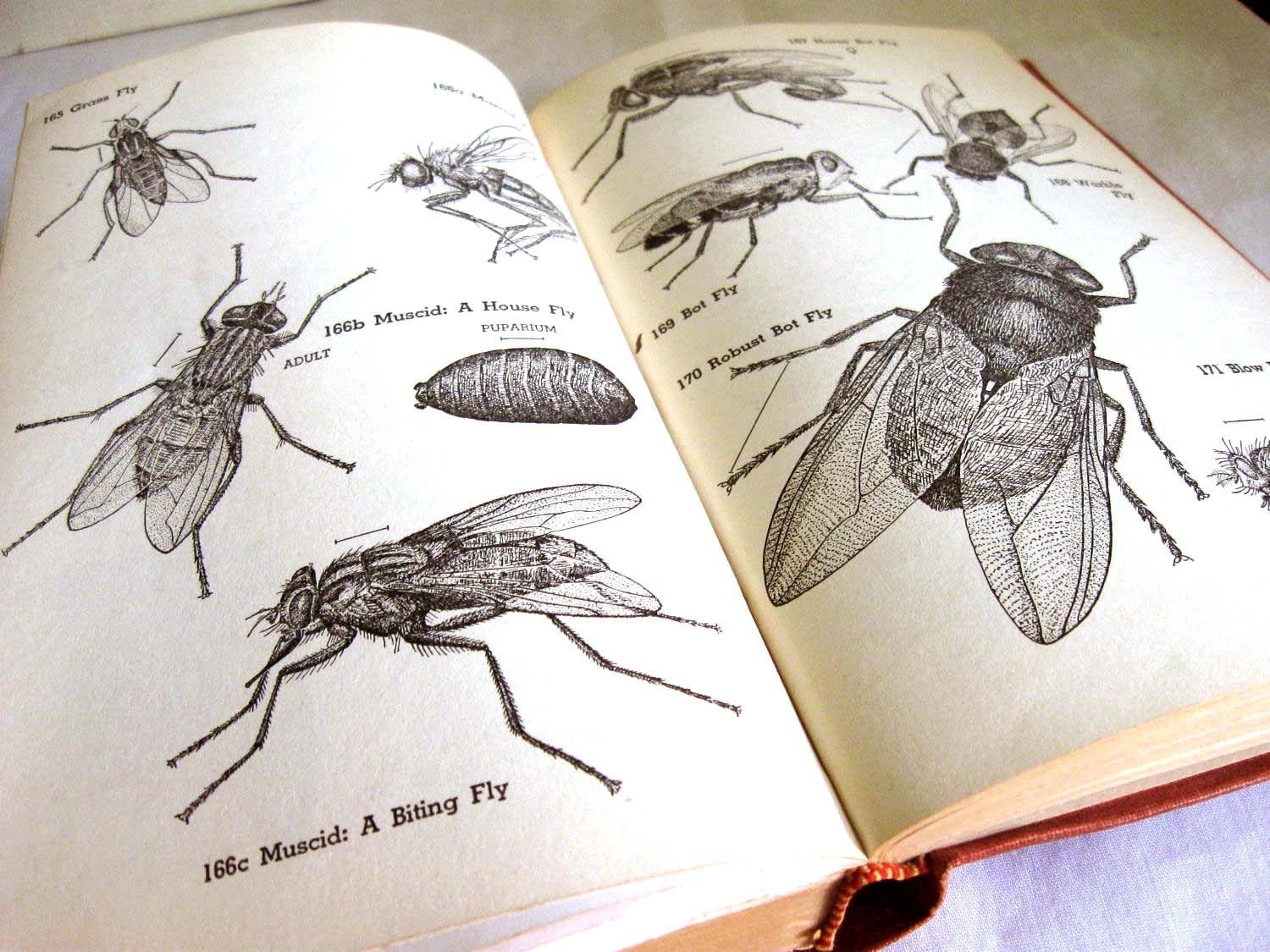 The Insect Guide By Ralph B Swain 1948 Rare Book Entomology