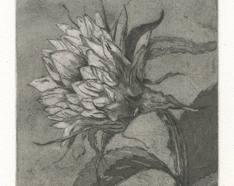 Sunflower Fine Art Etching, Helios