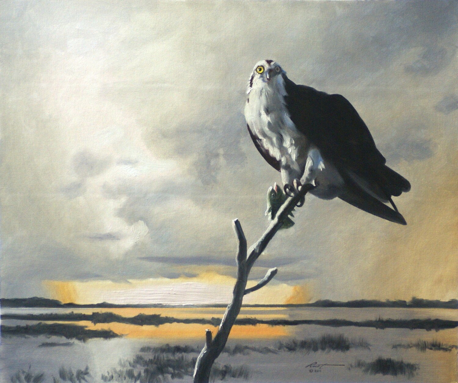 Osprey fish eagle wildlife bird 20x24 oil on canvas painting