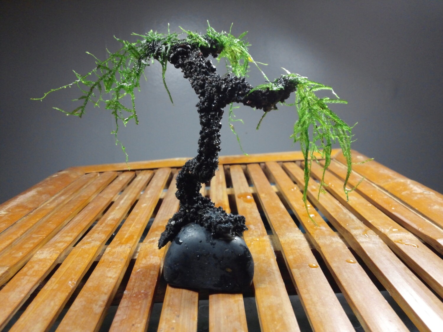 AQUA BONSAI TREE for the aquarium