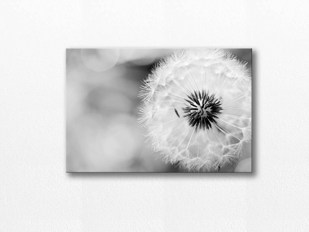 dandelion canvas art dandelion wall art 12x12 20x30 fine art