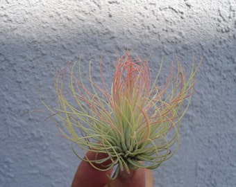 Tillandsia Andreana Air Plant
