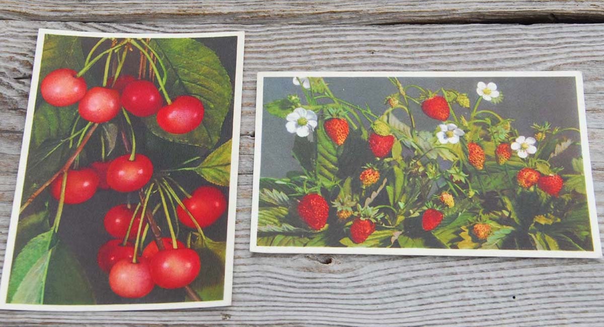 Vintage Fruit Postcards Strawberry Cherry Postcards Vintage
