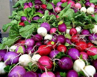 Rainbow Radish Mix, 300 seeds, crazy colors, classic heirlooms, plant in fall, loves cool weather, kid's garden, grownup's salad