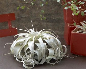 Medium/Large Xerographica Air Plant - The Queen of Air Plants - 30 Day Air Plant Guarantee - Air Plants for Sale - FAST SHIPPING