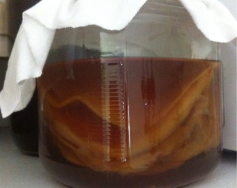 Organic Kombucha Scoby. Starter tea included!