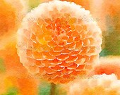 Orange Zinnias:  A Fine Art Shabby Chic Watercolor Reproduction Print