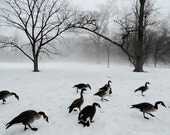 Winter Landscape - Canada Geese - Fog - Mist - Snow - Trees - Black and White -Wall Decor -  Nature Art - Nature Landscape Photograph