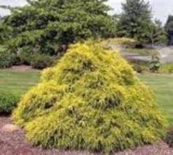 Gold Mop Weeping Threadleaf Cypress Live by