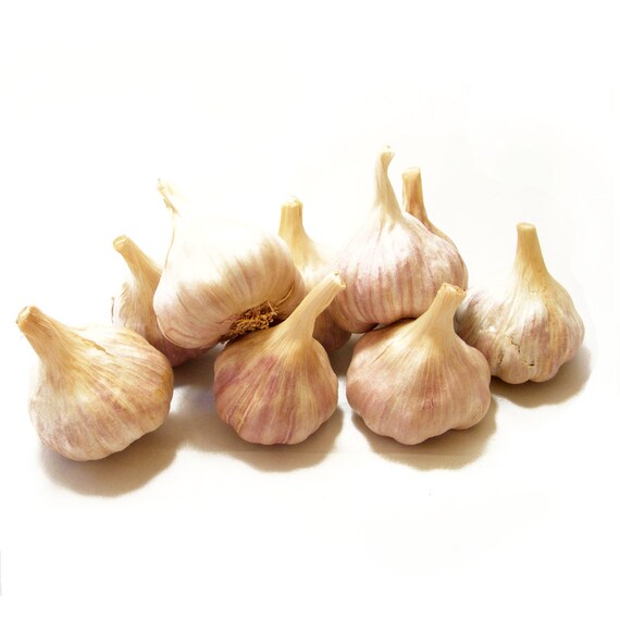 German Red Garlic Bulbs Organic Grown Gourmet Half Pound For
