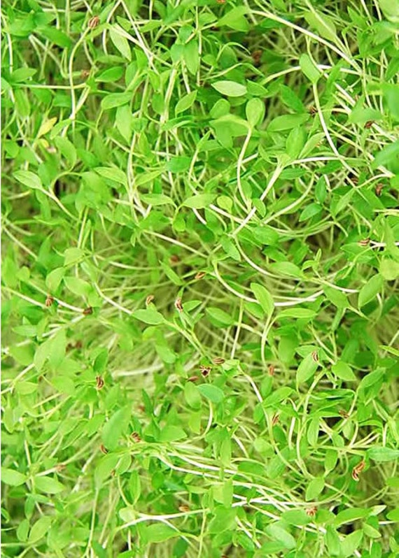 Parsley Herb Microgreen Seeds 4 Oz. Package Growing Micro